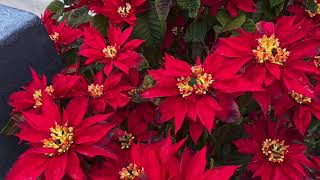 Plant and Grow Poinsettias in Your Garden [upl. by Nauqes]