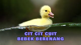 bebek berenang  bebek adus kali  cit cit cuit [upl. by Cavit]