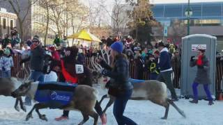 2017 Running of the Reindeer [upl. by Artimas368]