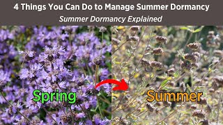 Will Your CA Native Garden Look Dead in Summer You Decide  Summer Dormancy Explained [upl. by Yolane387]