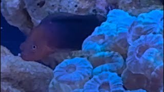 Dilectis Dottyback added to 4ft reef [upl. by Earle]