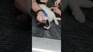 Barty getting his first ever vaccine He is so well behaved Good job baby boy [upl. by Raffaello354]