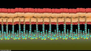 Introduction to Tethered Bilayer Lipid Membranes tBLMs [upl. by Llennoc45]