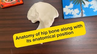 Anatomy of hip bone along with its anatomical position A composite lecture [upl. by Cynde]