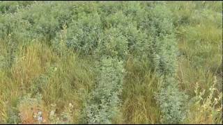 Seeding Alfalfa into Established Pasture with ZeroTill Openers [upl. by Bender230]