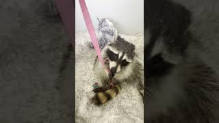 Raccoon Plays With Ribbon  152331830 [upl. by Haidedej]