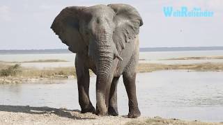 Namibia Fantastischer Etosha National Park [upl. by Janene]