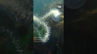 Snorkelers find bizarre deep sea creature off BC coast DeepSea [upl. by Haukom857]