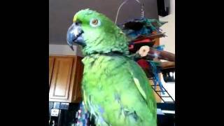 Parrot singing quotI left my heart in San Franciscoquot [upl. by Aruabea]