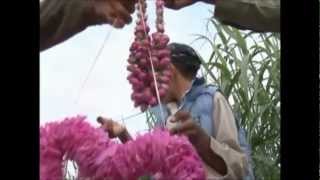 Moroccos Roses Valley Festival Kalaat MGouna  Grils pathway of Roses  Valley of Roses [upl. by Marylinda]