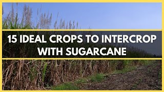 SUGARCANE INTERCROPPING 15 IDEAL CROPS TO INTERCROP WITH SUGARCANE  SUGARCANE INTERCROPS [upl. by Aidile]