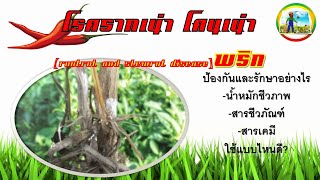 โรครากเน่าโคนเน่าพริก แก้ไขอย่างไร [upl. by Navets]