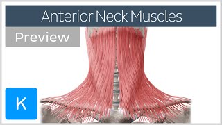 Anterior neck muscles preview  Human Anatomy  Kenhub [upl. by Eph]