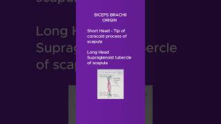 The biceps brachii muscle shortsvideo [upl. by Onirefes333]