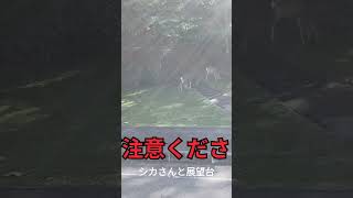 苫小牧の緑ヶ丘公園の展望台とスケートリンクと鹿 苫小牧 苫小牧市 緑ヶ丘公園 ハイランド シカでした 水曜どうでしょう 鹿 展望台 tomakomai 噴水 shorts [upl. by Jobi]