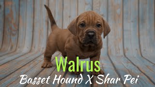 Walrus Puppy For Sale  Red  Chews A Puppy [upl. by Fennie]