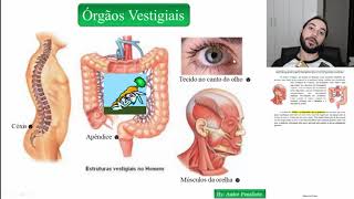 06  Evidencias da evolução  Órgãos vestigiais [upl. by Ydniahs]