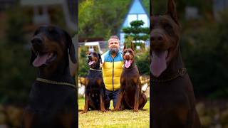 doberman dobermanpinscher puppies dobermanattack dobermanbarking dogbreeds canecorso hunter [upl. by Derzon208]