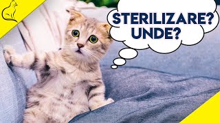 Sterilizare Pisici  Tot Ce Trebuie Sa Stii [upl. by Yehs292]