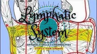 ❋ Enhanced TCells and Lymphocytes  SelfLymph Drainage  White Blood Cells  Rain Sounds [upl. by Alroy]