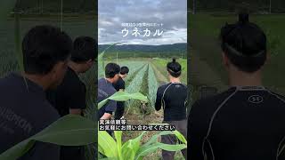 畝間用草刈ロボット【ウネカル】草刈りデモ 農業 農業技術 ラジコン草刈機 農業機械 ロボット 草刈り にかほ市 shorts [upl. by Nomyar]