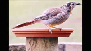 Yellow Wattle Bird calls [upl. by Haley]