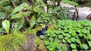 POISON DART FROG Dendrobates tinctorius in natural habitat in the Brazilian Amazon [upl. by Niamart]