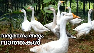 അരയന്നതാറാവുകൾgoose farming വാത്തകൾ [upl. by Kanor]