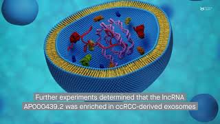 Clear cell renal cell carcinoma The exosomal lncRNA AP0004392 induces M2 macrophage polarization [upl. by Eillat]