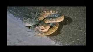 RATTLESNAKE eats RAT in WILD [upl. by Drucy]