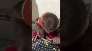 OMG  CUTIS rummaged secretlybabymonkeycutis cutis shortvideo [upl. by Atis]