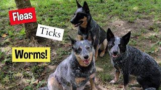 Flea Tick amp Heartworm Prevention [upl. by Marucci]