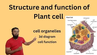 Structure and function of Plant cell cell structure organelles components [upl. by Cull81]