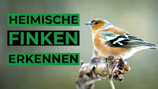 Heimische Finken und ihre Rufe erkennen [upl. by Henig]