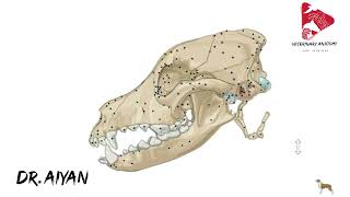 Anatomy of the canine hyoid apparatus [upl. by Lemrej]