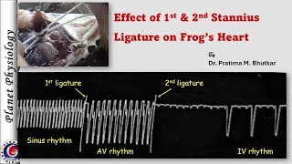 Effect of 1st amp 2nd Stannius ligature on frogs heart [upl. by Erastus701]