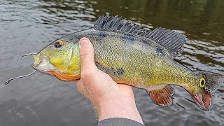 Fishing with PEACOCK BASS FOR BAIT 250 pound monster [upl. by Llenyar]