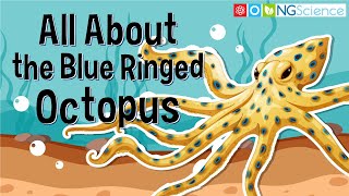 All About the Blue Ringed Octopus [upl. by Bez]