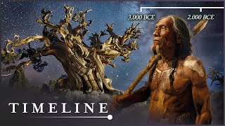 The Oldest Living Thing In The World The Mysterious Methuselah Tree  Oldest Tree  Timeline [upl. by Akceber242]