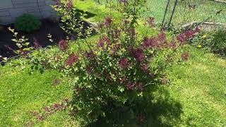 Proven Winners  Syringa x Bloomerang Dark Purple Reblooming Lilac Shrub dark purple flowers [upl. by Nysila]