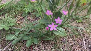 Echt duizendguldenkruid Centaurium erythraea  20170728 [upl. by Lugar]