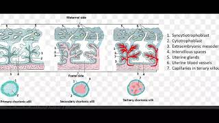 Chorionic Villi Embryology [upl. by Theodoric]