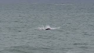 Baleia 🐳 na Praia do Santinho  Florianópolis [upl. by Rossing338]