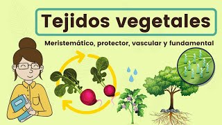 Tejidos vegetales [upl. by Anwadal922]