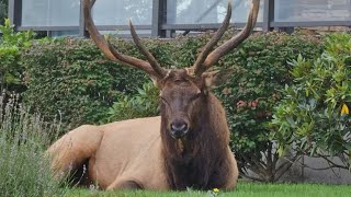 Bruiser the Whidbey Island resident elk is in his yearly grumpy mood [upl. by Bivins]