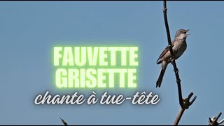 Fauvette grisette et faucon à Etretat [upl. by Jonie]