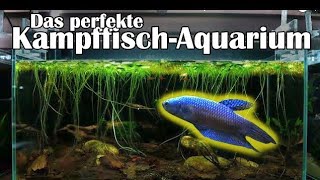 Das perfekte Kampffisch  Aquarium 168 [upl. by Adnahsor]