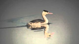 野鳥：カンムリカイツブリ冬羽／Wild Birds Great Crested Grebe winter plumage [upl. by Demakis]