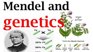 Mendel and genetics [upl. by Constantina]