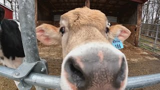 Connecticut dairy farm celebrates National Milk Day [upl. by Lau]